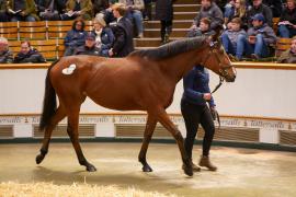 Lot  1474 TDM 1327Tattersalls