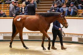 Lot  1474 TDM 1503Tattersalls