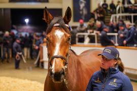 Lot  1474 TDM 2470Tattersalls