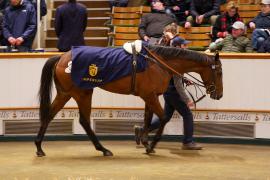 Lot  1475 TDM 1591Tattersalls