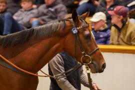 Lot  1475 TDM 2172Tattersalls