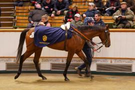 Lot  1475 TDM 2448Tattersalls