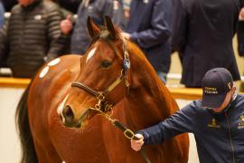 Lot  1480 TDM 1962Tattersalls