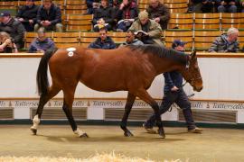 Lot  1480 TDM 2147Tattersalls