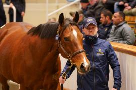 Lot  1480 TDM 2351Tattersalls