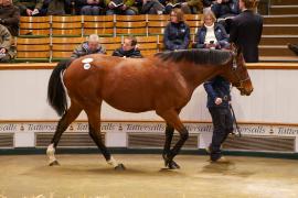 Lot  1480 TDM 2788Tattersalls