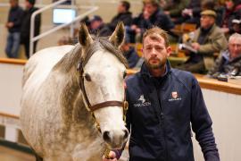 Lot  1481 TDM 1352Tattersalls