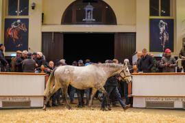 Lot  1481 TDM 2243Tattersalls