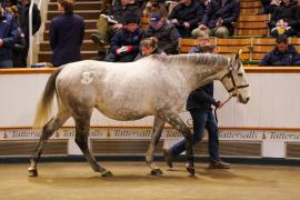 Lot  1481 TDM 2314Tattersalls