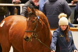 Lot  1482 TDM 2203Tattersalls