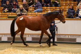 Lot  1482 TDM 2229Tattersalls