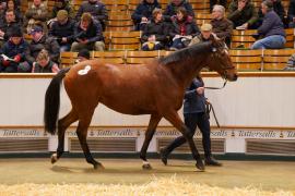 Lot  1482 TDM 2233Tattersalls