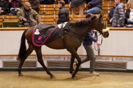 Lot  1484 TDM 1353Tattersalls