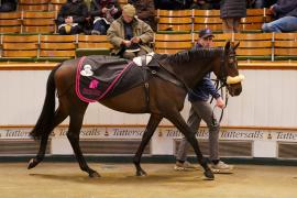 Lot  1484 TDM 1453Tattersalls