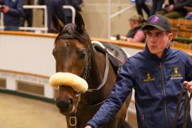 Lot  1484 TDM 2159Tattersalls