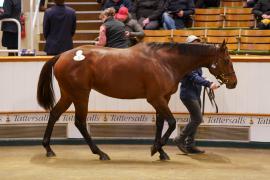 Lot  1485B TDM 1954Tattersalls