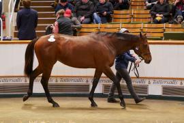 Lot  1485B TDM 3027Tattersalls