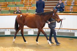 Lot  148 TDY 1565Tattersalls