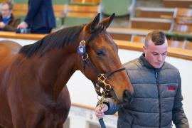 Lot  148 TDY 1567Tattersalls