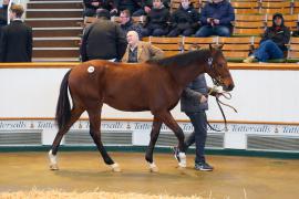 Lot  148 TDY 1619Tattersalls