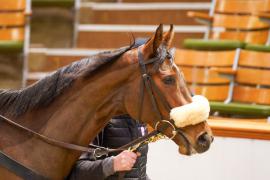 Lot  1490 TDM 3118Tattersalls