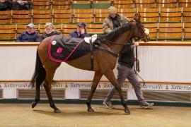 Lot  1490 TDM 3122Tattersalls