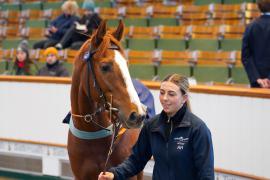 Lot  1491 THIT 165Tattersalls