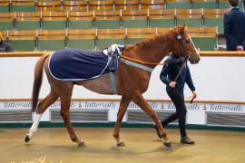 Lot  1491 THIT 220Tattersalls