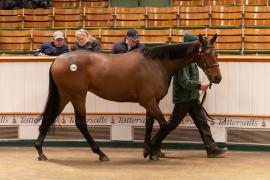 Lot  1496 TDM 3054Tattersalls