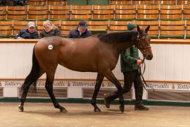 Lot  1496 TDM 3089Tattersalls