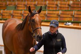 Lot  1497 TBK3 781Tattersalls