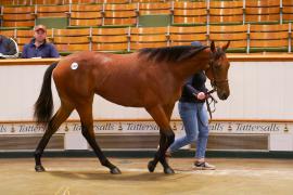 Lot  1497 TBK3 814Tattersalls