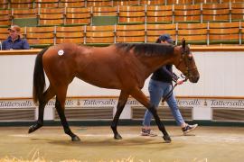 Lot  1497 TBK3 827Tattersalls