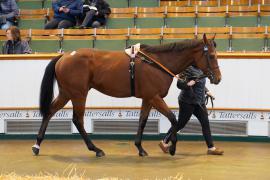 Lot  1499 THIT 157Tattersalls