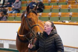 Lot  1499 THIT 180Tattersalls