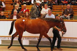 Lot  149 T B K1 4702 Tattersalls