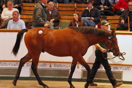 Lot  149 T B K1 4706 Tattersalls