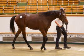 Lot  1502 TBK3 884Tattersalls