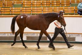 Lot  1502 TBK3 910Tattersalls