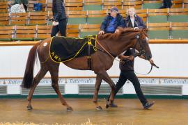 Lot  150B SHIT1146Tattersalls