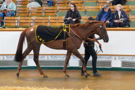 Lot  150B SHIT1176Tattersalls