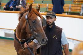 Lot  150B SHIT1220Tattersalls