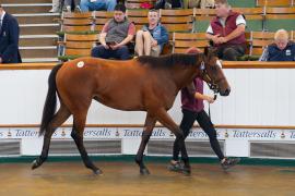 Lot  150 TSS1001Tattersalls