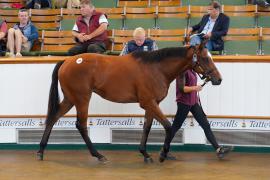 Lot  150 TSS1007Tattersalls