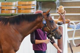 Lot  150 TSS1016Tattersalls