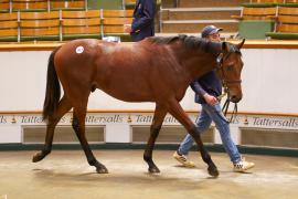 Lot  1513 TBK3 917Tattersalls