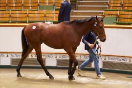 Lot  1513 TBK3 939Tattersalls