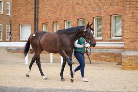 Lot  151 TSS1072Tattersalls