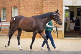 Lot  151 TSS1082Tattersalls