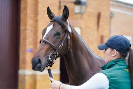 Lot  151 TSS1105Tattersalls